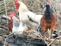 Brahma — foto 5