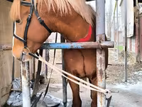 Kůň, Koně — foto 4