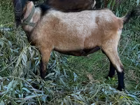 Արու այծ, Այծեր — լուսանկար 1