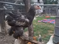 Brahma — foto 1