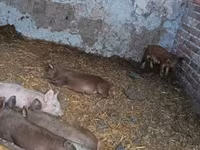 Schweine (Partie, Geschlecht nicht angegeben), Дюрок — Foto 2