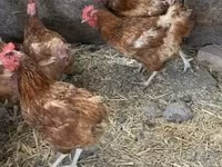 Chickens — 照片 1