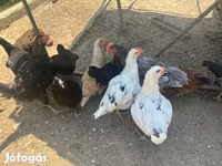 آمراکانا — عکس 3