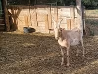 Billy Goat, Goats — photo 3
