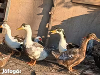 Ducks — zdjęcie 4