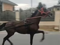 Faras dhaddig, Orlov Trotter — sawirka 8