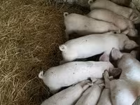 Babi betina, Крупная белая — foto 2
