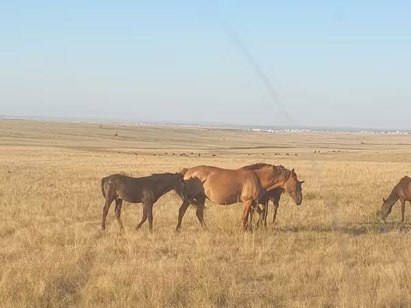 雌馬, Kazakh horse