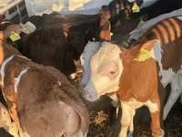 牛（ロット、性別未指定）, Russian Black pied cattle — 写真 3