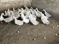 Ducks — تصویر 4