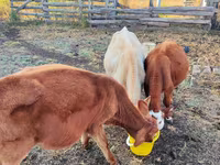 گاو نر, Simmental cattle — عکس 1