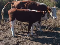 Lembu betina, Simmental cattle — foto 3