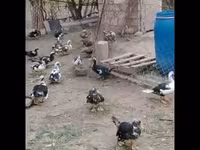 Ducks — عکس 2