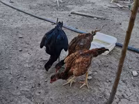 Chickens — zdjęcie 2
