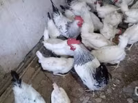 Chickens — φωτογραφία 3