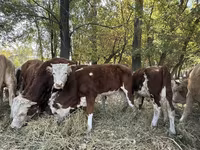 황소, Simmental cattle — 사진 4