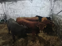 암소, Simmental cattle — 사진 4
