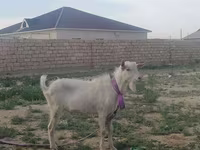 Koza, Saanen goat — zdjęcie 1