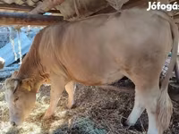 Ko, Simmental cattle — foto 1