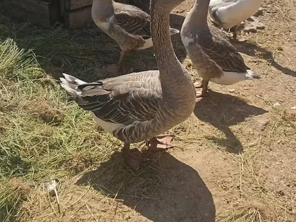 Geese