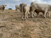 Lembu jantan, Charolais cattle — foto 2