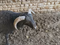 Ram, Rhon sheep — photo 2