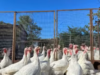 Turkeys — photo 4