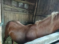 Άλογο, Horse breed — φωτογραφία 2