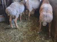 Baran, Arashan sheep — zdjęcie 3