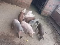 Babi jantan, Pigs — foto 4