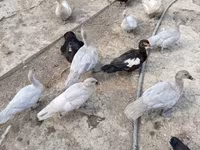 Ducks — รูปภาพ 1