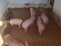 Babi betina — foto 1