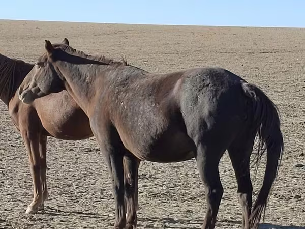 Horse (M), Horses