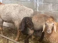 مینڈھا, Arashan sheep — تصویر 1