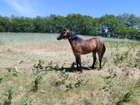 ሴት ፈረስ, Horses — ፎቶ 4