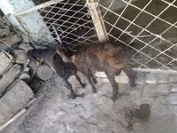 بز نر, بز — عکس 4