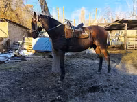 ม้าตัวผู้, Thoroughbred horse — รูปภาพ 3