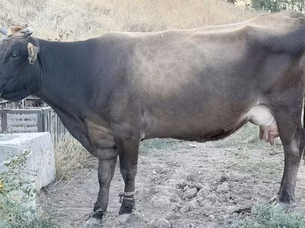 วัวตัวเมีย, Ukrainian Brown Dairy Cattle