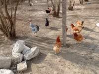 Chickens — foto 4