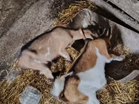 بکریاں (گروپ، جنس مذکور نہیں), بکریاں — تصویر 3