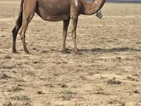 Geel (xirmo, jins lama sheegin), Anafi camel — sawirka 2