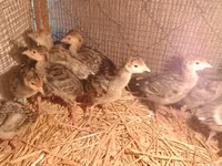 Turkeys — புகைப்படம் 2