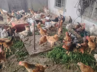 Chickens — fotografija 2