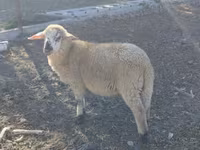 Bélier, Moutons — photo 1