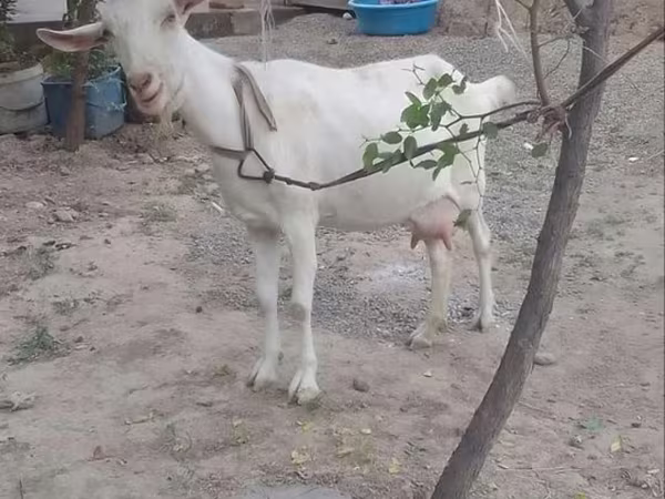 Буз, Бузҳо — Ӯзбекистон