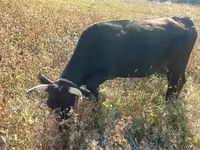 Krowa, Bydło — zdjęcie 4