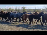 ม้าตัวเมีย, Kazakh horse — รูปภาพ 3