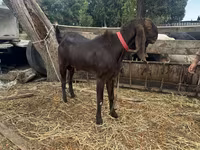 Țap, Nubian Goat — foto 1