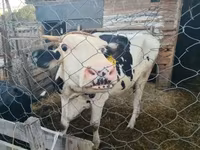 Vaca, Ganado vacuno — foto 2
