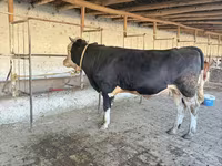Bou, Simmental cattle — foto 5